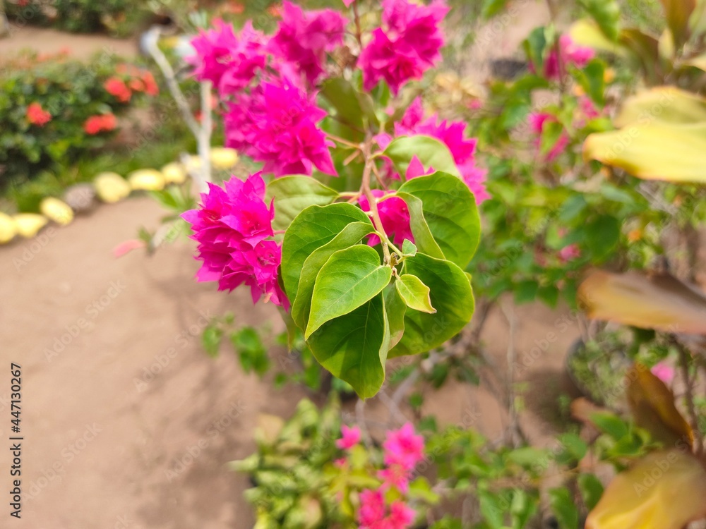 flowers in the garden flowers in the garden