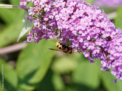 Volucella zonaria | Volucelle zonée, faux-frelon, au thorax brunâtre rayé jaune orange et noir, ailes brunâtre photo