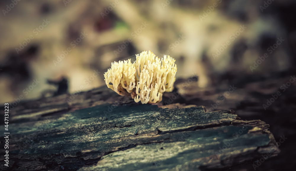 Mushroom like a coral Mushroom like a coral