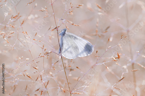 Biały motyl Leptidea sinapis w trawach