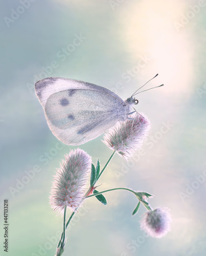 Motyl Pieris brassicae 