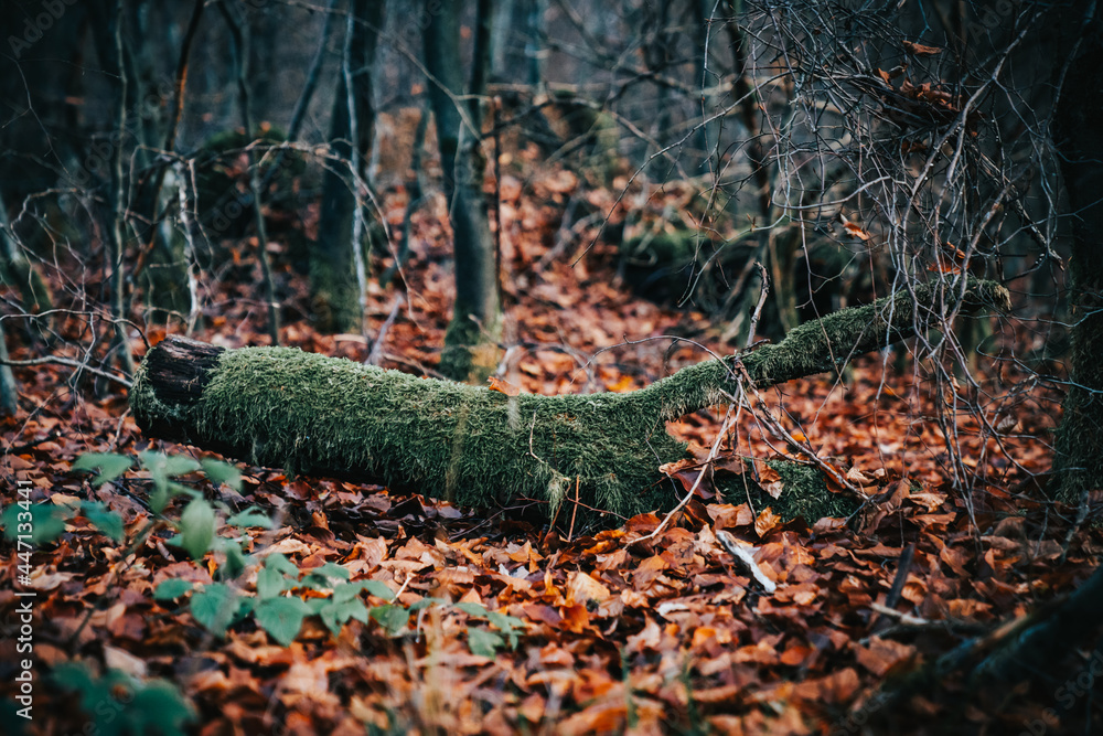 Obraz premium Forest Fall