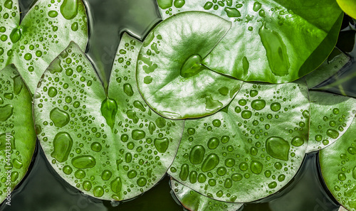 Wassertropfen auf Grünen Seerosenblättern photo