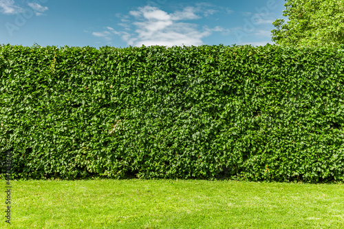 Buchenhecke nach einem Heckenschnitt im Sommer