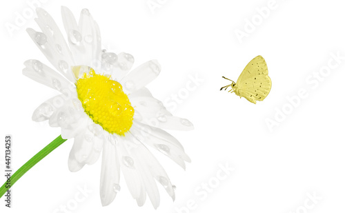daisy with a yellow butterfly on a white background