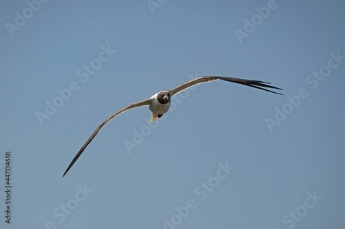 Bonaparte's Gull flying against a blue sky.