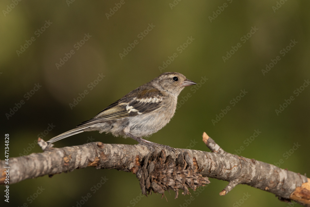 Obraz premium female chaffinch perched on a dry pine branch (fringilla coelebs)