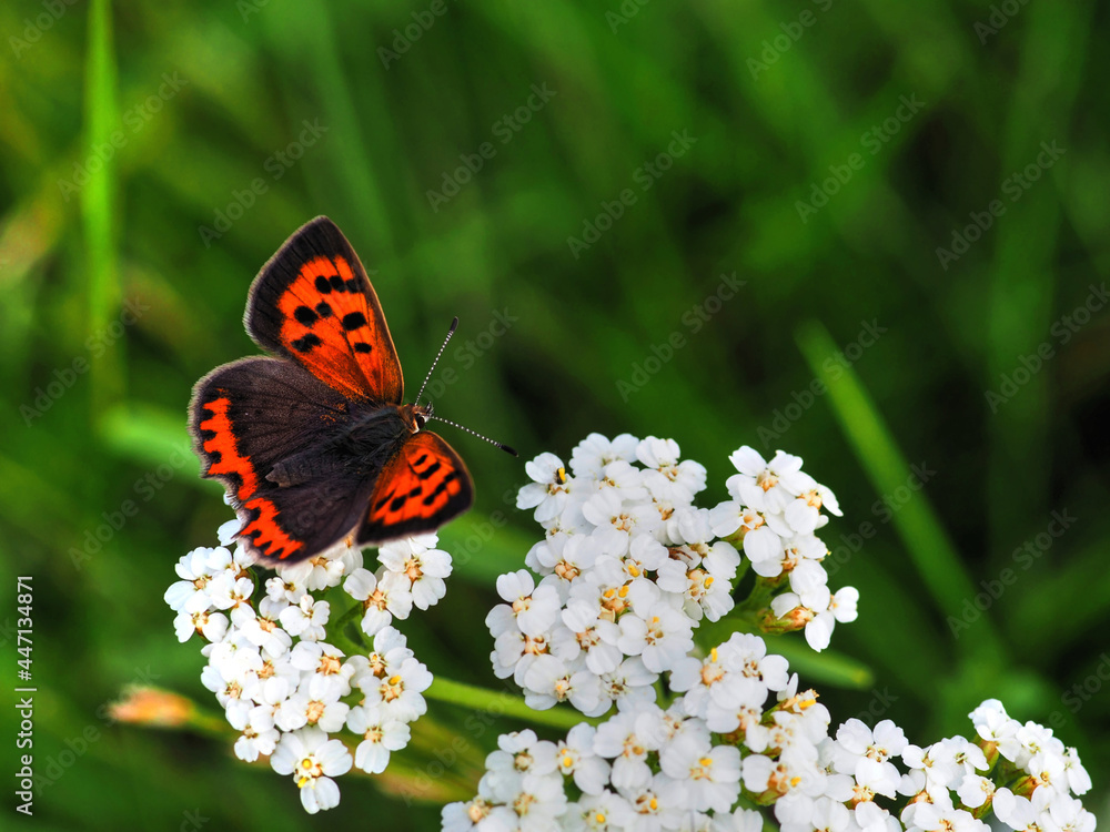 Kleiner Feuerfalter (Lycaena phlaeas) Kleiner Feuerfalter (Lycaena phlaeas)