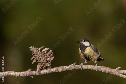 Great Tit perched on a tree branch (parus major) photo