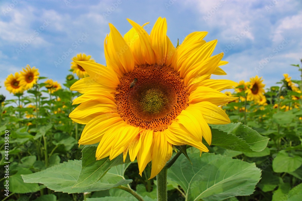 Blooming Sunflower on a Field in Bavaria Blooming Sunflower on a Field in Bavaria