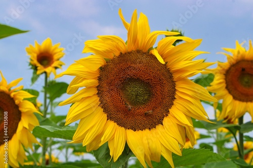 Blooming Sunflower on a Field in Bavaria