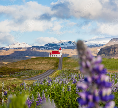 Iceland: Ingjaldsholl church among lupine flowers and snow covered mountains  photo