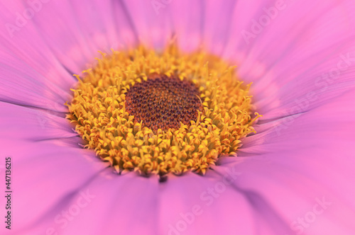 Pink flower close up, natural background