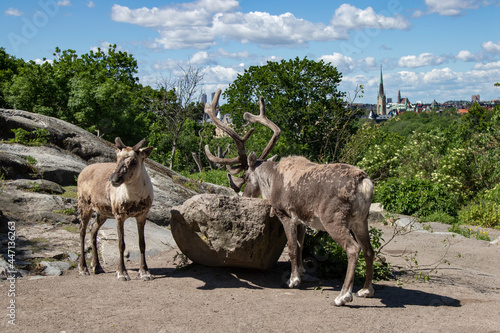Reindeer in the park against the background of the city © Alexander