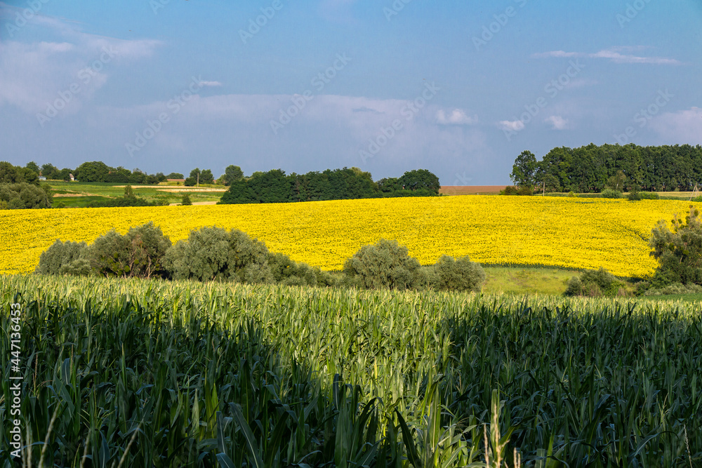 Fields of corn and sunflowers