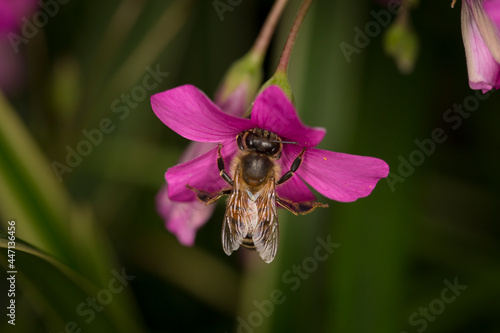 honey bee on a oxalis debilis flower