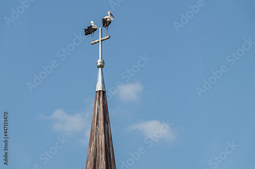 Storks on the steeple of the church