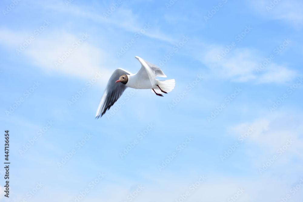 Obraz premium seagull in the sky