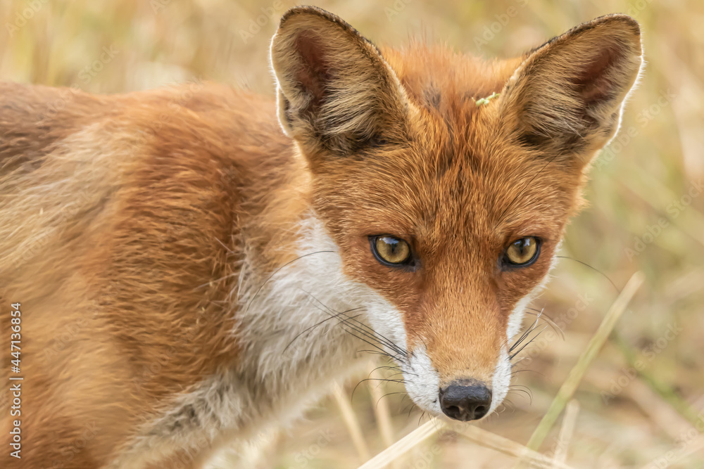 Fototapeta premium Red fox, Vulpes vulpes. Orange fur. Wildlife scene