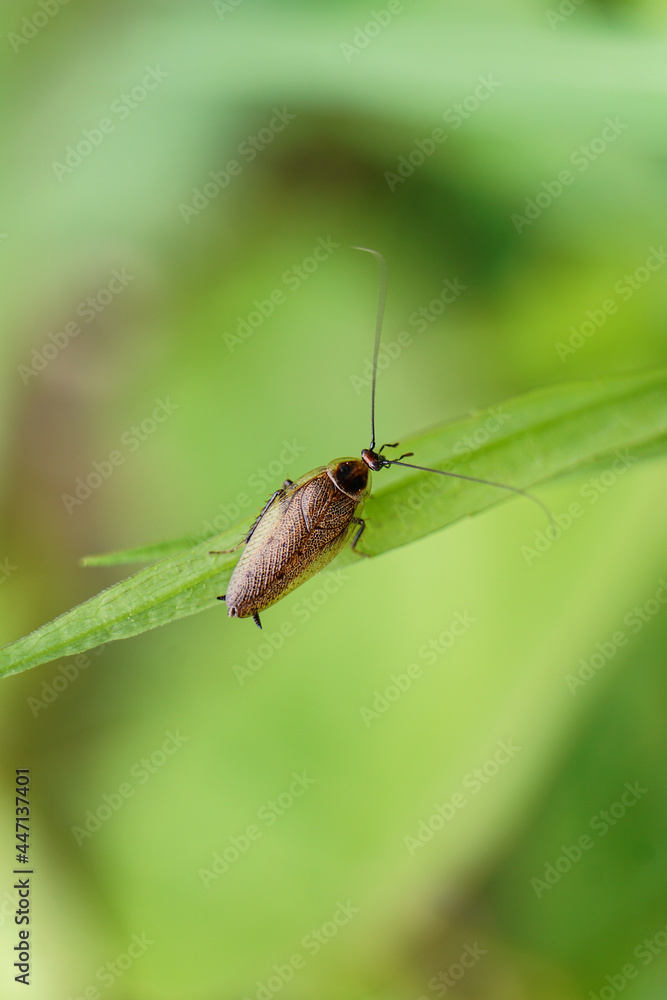 Beautiful detailed cockroach in nature Beautiful detailed cockroach in nature