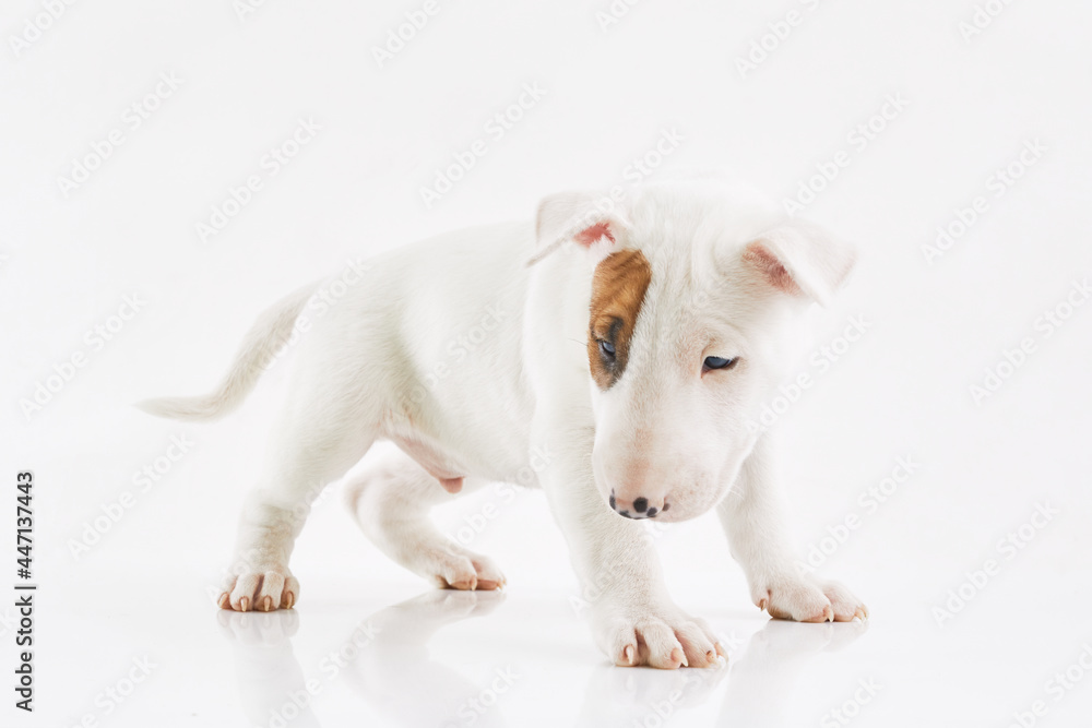 Bull terrier dog isolated against grey background. Studio portrait. Miniature bull terrier puppy posing on shot. Bull terrier dog isolated against grey background. Studio portrait. Miniature bull terrier puppy posing on shot.