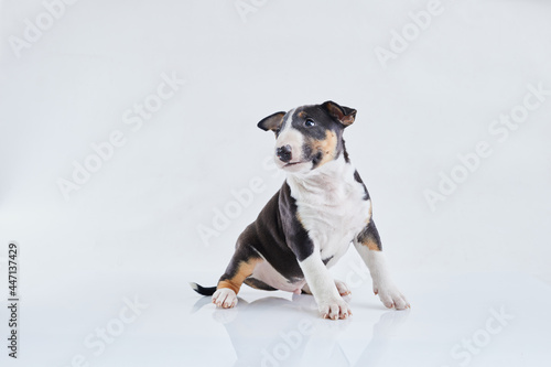 Adorable bull terrier puppy curious posing on studio white background. Miniature bullterrier boy. © wertinio