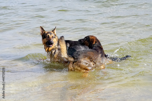 Zabawa psów na plaży