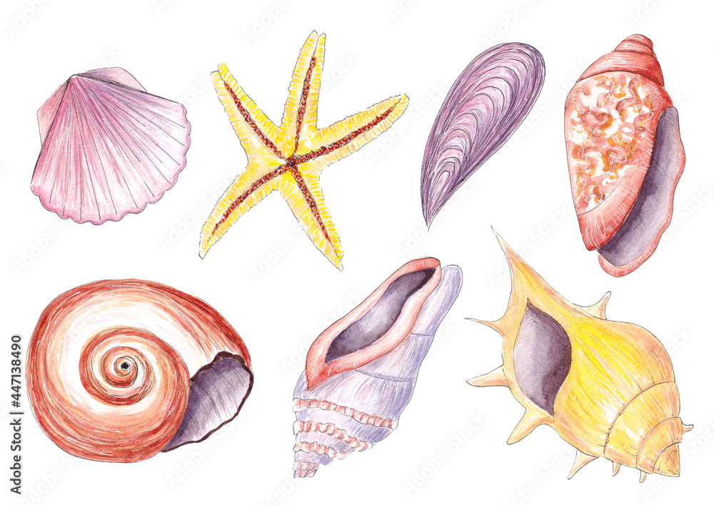 Obraz premium Hand drawn watercolor set with exotic sea shell. Ocean wildlife