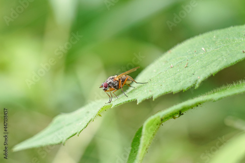 Beautiful fly posing on leaf in Maine woods