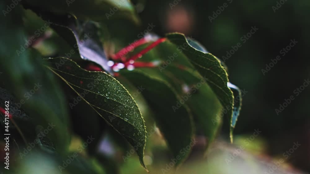 Raindrop on the plant leaf in the nature Raindrop on the plant leaf in the nature