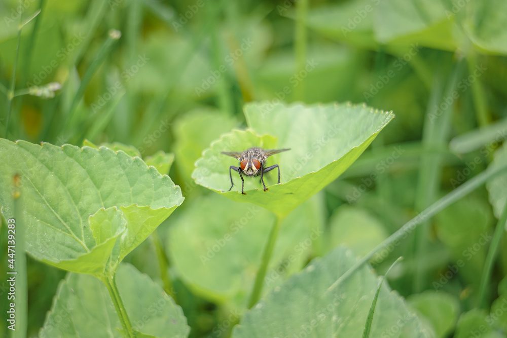 Beautiful fly posing on leaf in Maine woods Beautiful fly posing on leaf in Maine woods