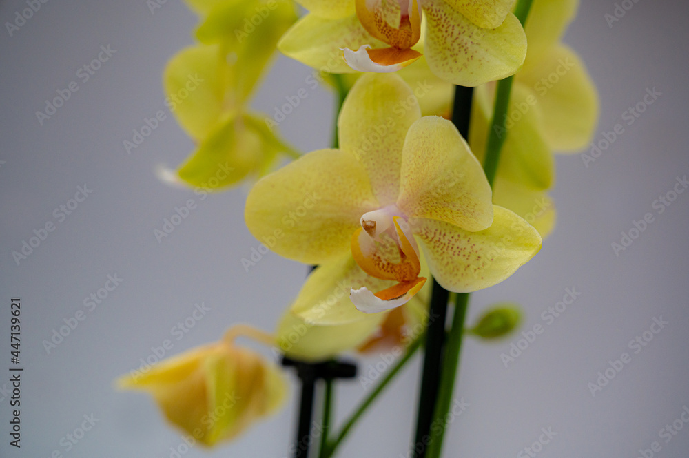 Fototapeta premium Yellow moth orchid, Phalaenopsis Orchid