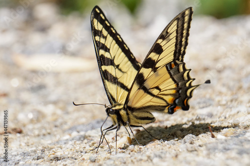 Beautiful Swallowtail Butterfly drinking