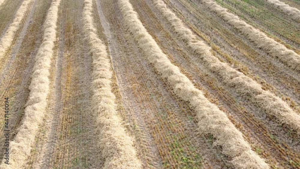 Drohnenaufnahme, abgeerntetes Getreidefeld mit Strohreihen Drohnenaufnahme, abgeerntetes Getreidefeld mit Strohreihen
