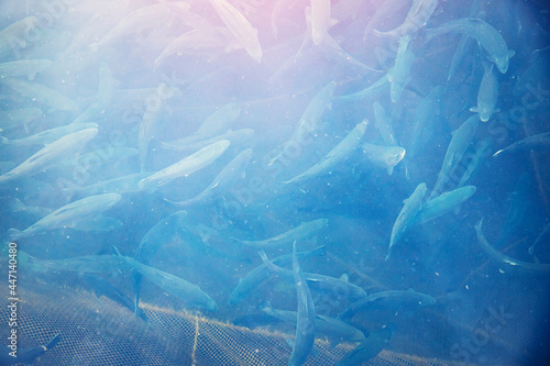 Cuadro en lienzo Fish farm for breeding for rainbow trout and salmon fry in net cages