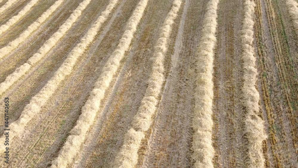 Drohnenaufnahme, abgeerntetes Getreidefeld mit Strohreihen Drohnenaufnahme, abgeerntetes Getreidefeld mit Strohreihen