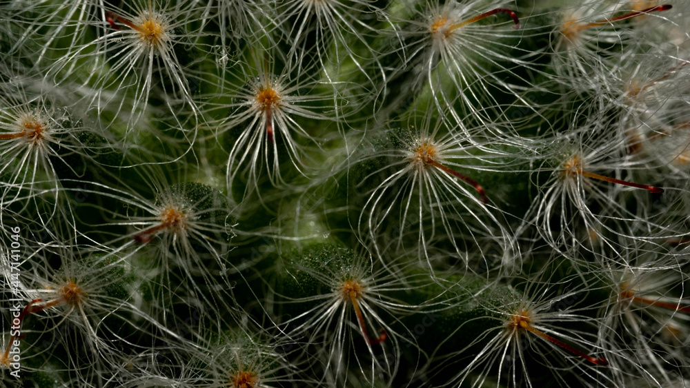 The appearance of the cacti's hair is white. The appearance of the cacti's hair is white.