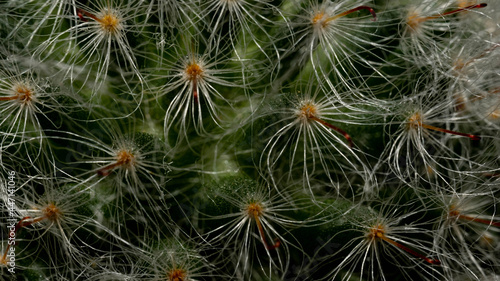 The appearance of the cacti s hair is white.