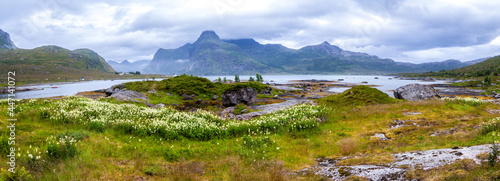 A majestic picturesque panorama of flowering onions, rocks and stones on the shores of the Norwegian Fjord surrounded by high rocky mountains. Lofoten Islands.