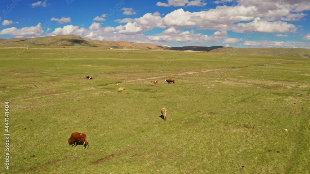Cattle on the plains of Bayanbulak. Cattle on the plains of Bayanbulak.