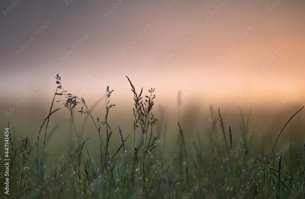 Fototapeta premium Wild grass growing in a meadow in early summer morning