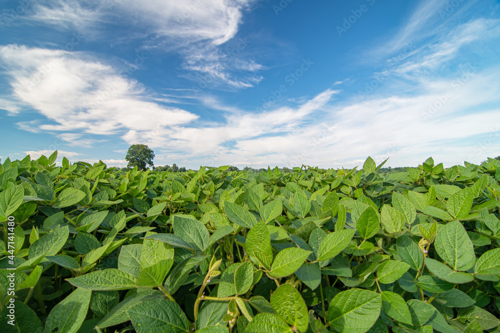 Close up of soy plants growing in a soy field Close up of soy plants growing in a soy field