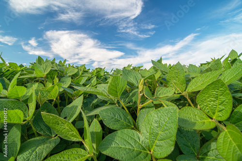 Close up of soy plants growing in a soy field