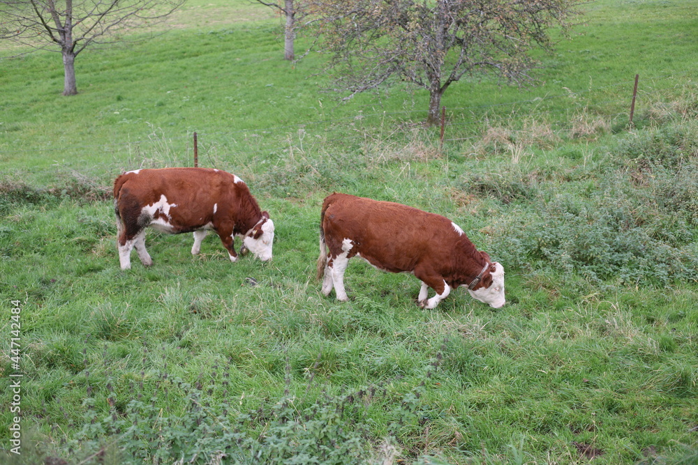 Large animals on the pasture in summer