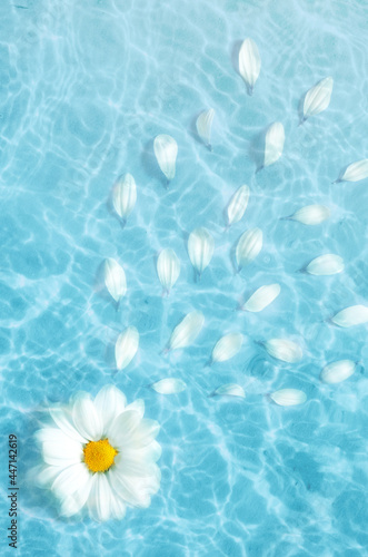Top view White flower daisy floating on surface of water, shadow on the blue background.