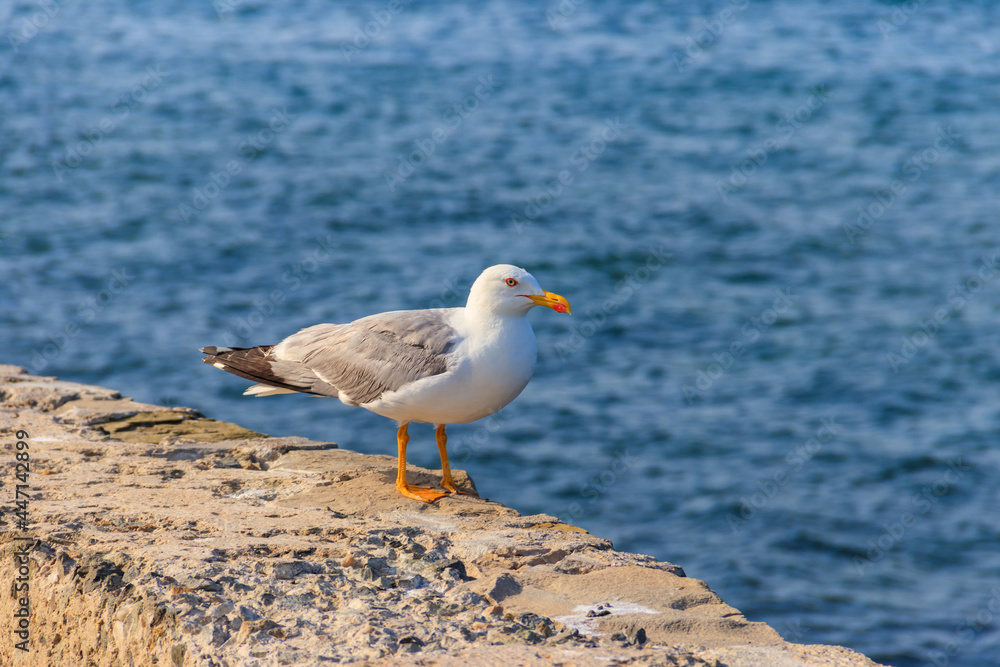 Portrait of the seagull against the Black sea