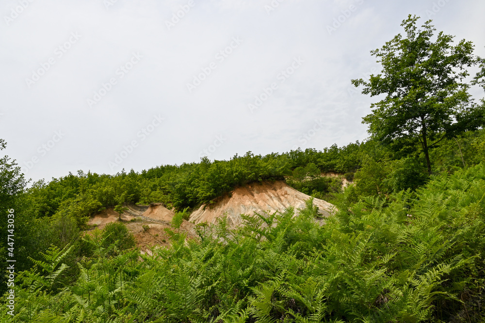 Landschaft mit grünen Farnen und Bäumen in Albanien