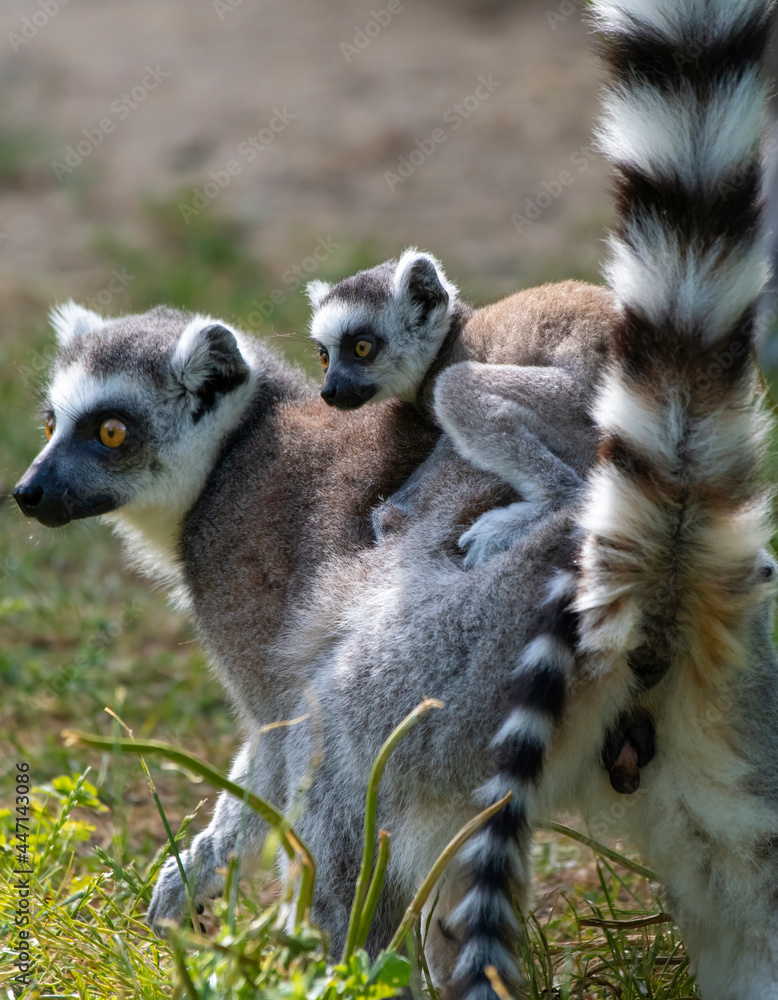 Fototapeta premium Lemur catta baby on the mother's back/Lemur catta baby and mother/Lemur Catta