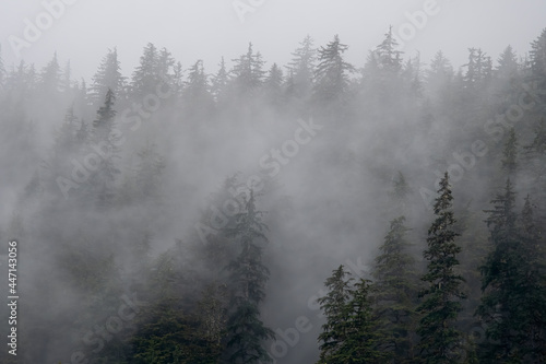 Foggy Temperate Rainforest, Alaska © Betty Sederquist