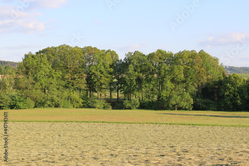 Blick auf die weiten Kornfelder in Iserlohn im Sauerland photo